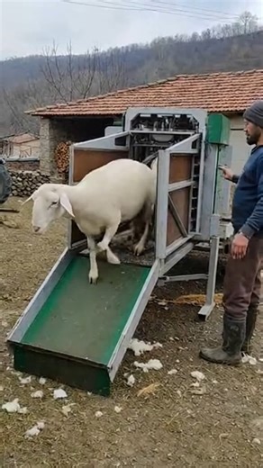 Sacografya on Instagram: "Sheep Shearing Magic in Turkey 🐑✂️ You'll Be Amazed! 🎬 In this video: A hilarious mobile sheep shearing machine in a Turkish Black Sea village where sheep go in woolly and come out sheared! 👇 Watch the farmer call them in local dialect "hayde geh gızım, geh geh hayde!" – pure rural charm and efficiency that'll make you smile. ✨ If you try something like this on your farm, share your results in the comments! ❤️ Like, follow, and turn on the bell so you don’t miss new 