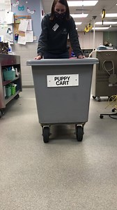 A Puppy Cart break from Election Coverage! Meet Bully mixes: Fawn, Snickers, Caraway, Sheldon, Nutmeg and Sally. Update: We have received hundreds of applications! Thank you! Our adoptions team will go through the applications in the order received and reach out to the folks who will get to bring these pups home. You can see all of our available doggos here: https://www.nehumanesociety.org/adopt/dogs/ | Nebraska Humane Society