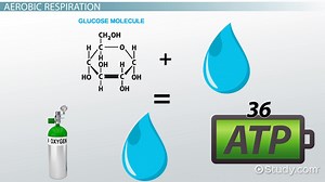 Types of Cellular Respiration - Video | Study.com