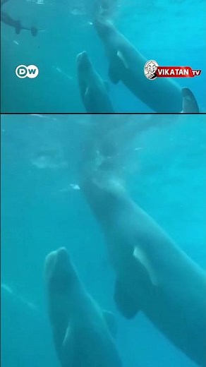 நிதி நெருக்கடி' - 30 வெள்ளைத் திமிங்கலங்களை கருணைக் கொலை செய்ய திட்டம் - கனடாவின் திடீர் முடிவு!