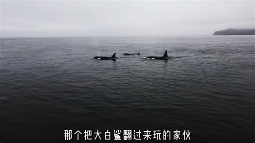 连虎鲸都畏惧的海洋大佬级生物，把大王鱿鱼当零食的深潜巨兽！