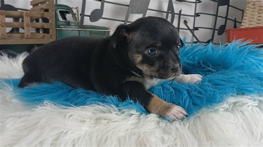 Chihuahua puppy for sale
