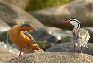 Bird 230 – Torrent Duck