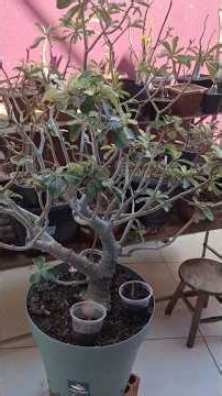 MY GREATEST DESERT ROSE, VAREGATA! BEAUTIFUL 🥰🥰🥰