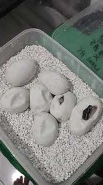 hatching of scaleless ball pythons