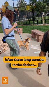 We're SO excited, and we just can't hide it... and we couldn't wait until #FeelGoodFriday to share this news: Pipp has been adopted! ❤️ We adore this sweet pup and can't wait to see her living the good life in her new home. Pipp, Pipp, hooray! 🥰🥳🥹 | Humane Society of Boulder Valley