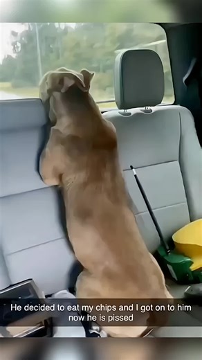 Funny Animals Making a Mess | Hilarious Pet Compilation