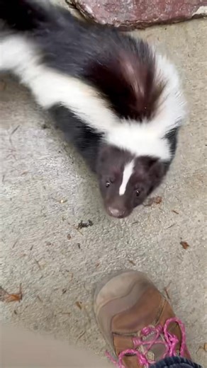 1.3M views · 50K reactions | Lily showing off her spinning skills. Sound on to hear her cute sniffs. | Cincinnati Zoo & Botanical Garden | Facebook