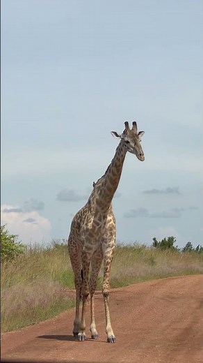 A real life giraffe!! #africa #safari #kenya #travelvlog #travel