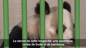 6.5K views · 51 reactions |  Shuan Shuan et Xin Xin, âgés de 30 et 27 ans, sont les plus vieux pandas hors de Chine, et les seuls présents en Amérique Latine | Agence France-Presse | Facebook