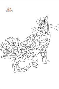 Cat Coloring pages for Adults -  Print and Online for Free