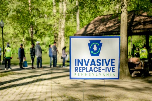 Pa. program will give you 3 free native plants to replace invasive species