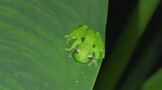 Meet the remarkable glass frog
