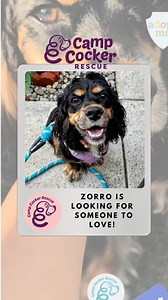 Zorro the handsome little dude is single and ready to mingle! This one and a half year old fella was relinquished to us and needs adopters prepared for: - potty training - working with a force free dog trainer (he missed the puppy classes he should have had) - he would flourish with another confidant dog in the home Check out his bio at: CampCocker.com/zorro Serious adoption inquiries, please be sure to read the adoption process at: CampCocker.com/adoptionprocess What we recommend is that seriou