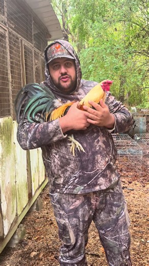 Choice of McLean/grey-Mclean pullet-Col givens stag-Leiper stag-Albany pullet-Sweater pullet-Hatch/sweater-Ylh pullet 20 donation 25 spots#gamefowlbreeders #fowl #gallosworld #gamefowlbreeder #gamefarm