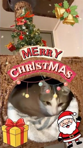 ~Arthur Saw Mommy Kissing Santa Claus~ #cat , #christmas ,#santaclaus