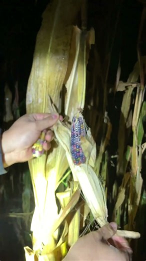 6282:Colorful ornamental corn found glowing in Chinese field