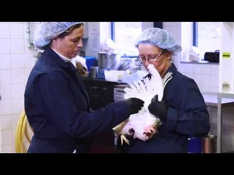 Blood Collection Methods From Poultry