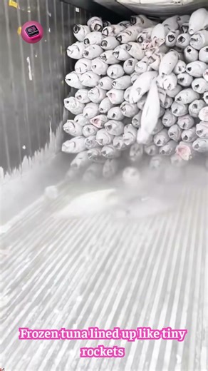 Hundreds of Frozen Tuna Lined Up Like Mini Rockets! 🚀🐟