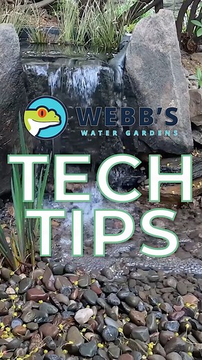 Microbe-Lift PL is a natural, beneficial bacteria that creates a healthy environment in your pond. It improves water quality by reducing odors, metabolizing dead algae, and increasing dissolved oxygen levels. Want to learn more about how Microbe-Lift PL can benefit your pond? Watch the video to find out more! https://webbsonline.com/Item/Microbe-lift-PL-22345 #webbswatergardens | Webb's Water Gardens