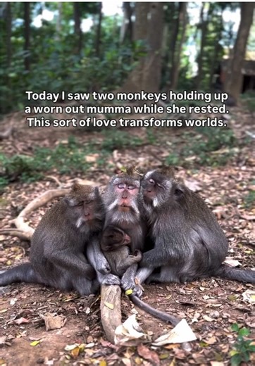 Birth Pool in a Box on TikTok