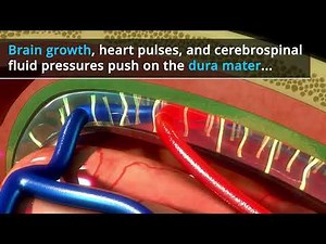 Calvarial Bloom Biomechanics: Dural Tension Governing Cranial Form