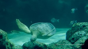 16K views · 452 reactions | SEE YOU IN ST. LOUIS! Watch the amazing journey of sea turtle Tsunami as she goes from being a patient at the Georgia Sea Turtle Center to making new friends at the St. Louis Aquarium at Union Station! Thank you to Turtles Fly Too for assisting with Tsunami's transport and to the St. Louis Aquarium for building Shark Canyon to feel like home.  | Jekyll Island | Facebook