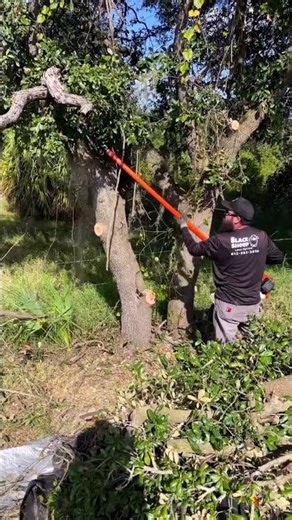 The ECHO PPT-2620 gives you that extra reach you need when trimming branches.