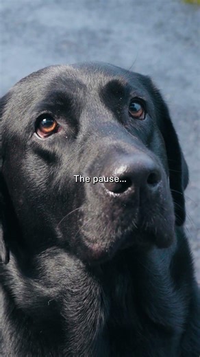 When your dog can’t get into the car anymore