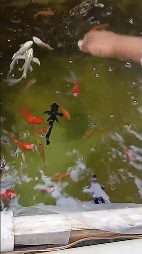 Feeding my Beautiful Goldfish in Outdoor Setup! 🌊 #goldfish #shorts