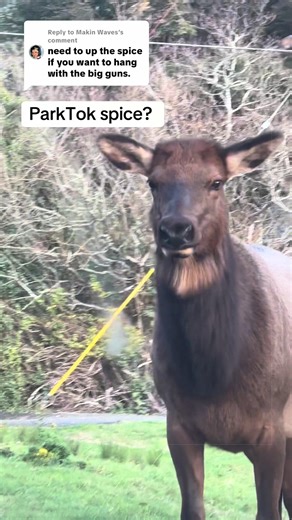 Oregon Coast Elk vs. Yellowstone National Park