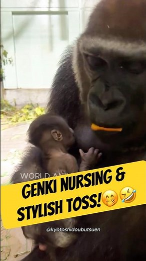 Mama Genki Multitasks & Stylish Toss!😂