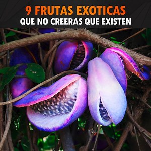 30K views · 818 reactions | 9 Frutas Exóticas Que No Creerás Que Existen | Mundo Asombroso | Facebook