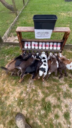 1.9M views · 56K reactions | I thought they would be able to figure it out on their own #babygoats #goatfarm #SouthCarolina | Goat Daddy's Farm | Facebook