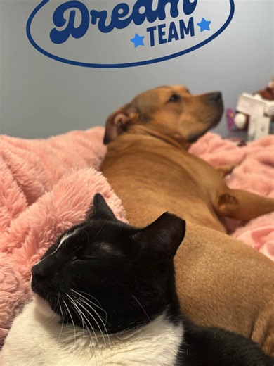 ✨ Today is Make Your Dream Come True Day… and oh, did we understand the assignment. ✨ This week, dreams walked out our doors on four paws and happy tails — and we are still smiling about it. 🥹 Including one very special dream come true… Our very own Ditch is officially HOME. Yes, that Ditch. The mischievous, toy-stealing, snack-investigating, sink-water-enthusiast Ditch is now living his best life with his brand new family… and his new dog sister (who he is clearly training in the fine art of “