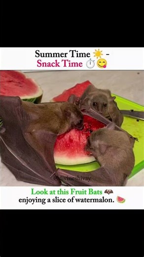 Cute Fruit Bats Enjoying Watermelon 🍉 | Summer Snack Time 🦇 #shorts #food