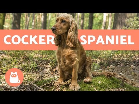 ENGLISH COCKER SPANIEL: characteristics, care and education