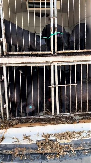 This Little Black Pig’s Journey Begins… 🐖🚚 👀