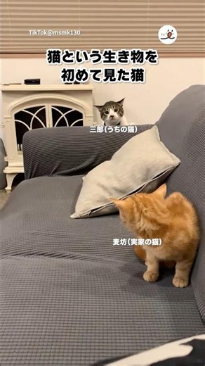 My cat’s reaction to meeting my family’s cat for the first time | PECO
