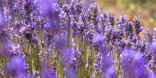 Best Life: Spring allergies will be earlier, longer, and stronger