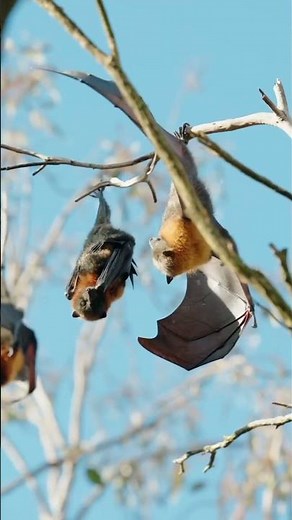 Close Shot of Bats (Grey Headed Flying Foxes) - Native to Australia