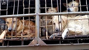 Harrowing footage shows caged dogs before being boiled alive