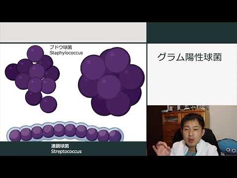【だれでもわかる細菌学講義第３回】グラム染色を理解しよう