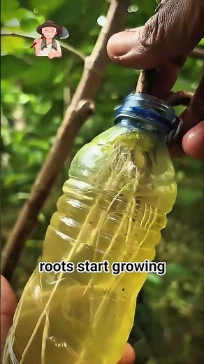​I can’t believe this plastic bottle plant hack actually worked! 🤯🌿 #garden #marcotting #farming101