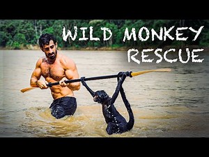 Wild Spider Monkey Rescue
