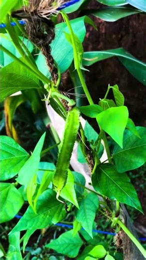 My winged bean plant has started blooming and now I can see the first tiny fruits forming!