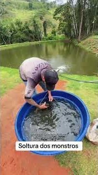 Releasing carnivorous fish into my pond