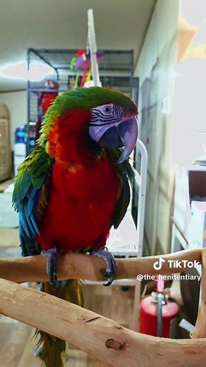 Discover the Unique Hybrid Macaw Species