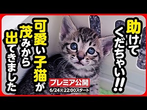 [Kitten rescue] Please help! We rescued a cute brown tabby kitten.