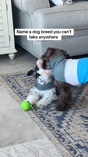 Mini Schnauzers: Perfect Small Dogs for Home Life